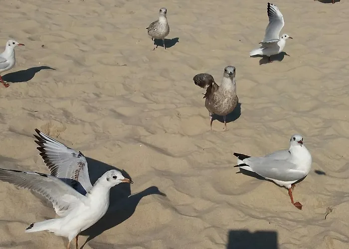 Апартаменты Dorota-lidia